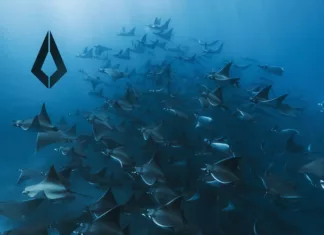 Delta Vaults drop the Melodic House anthem Colors Of Life on Purified Records, supported by Korolova, Lost Frequencies, Cassian and more!